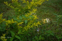 Lonicera japonica